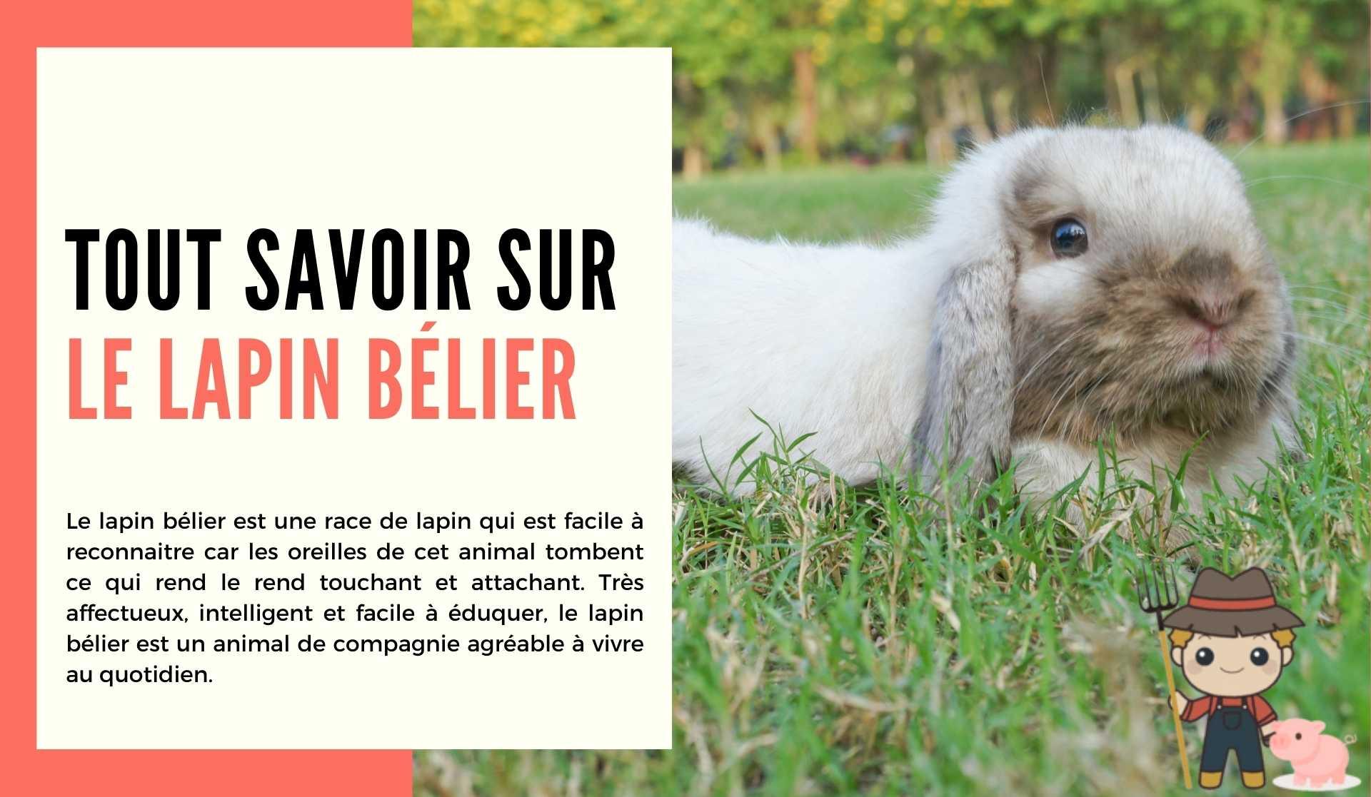 Tout savoir sur le lapin bélier - Le Petit Fermier