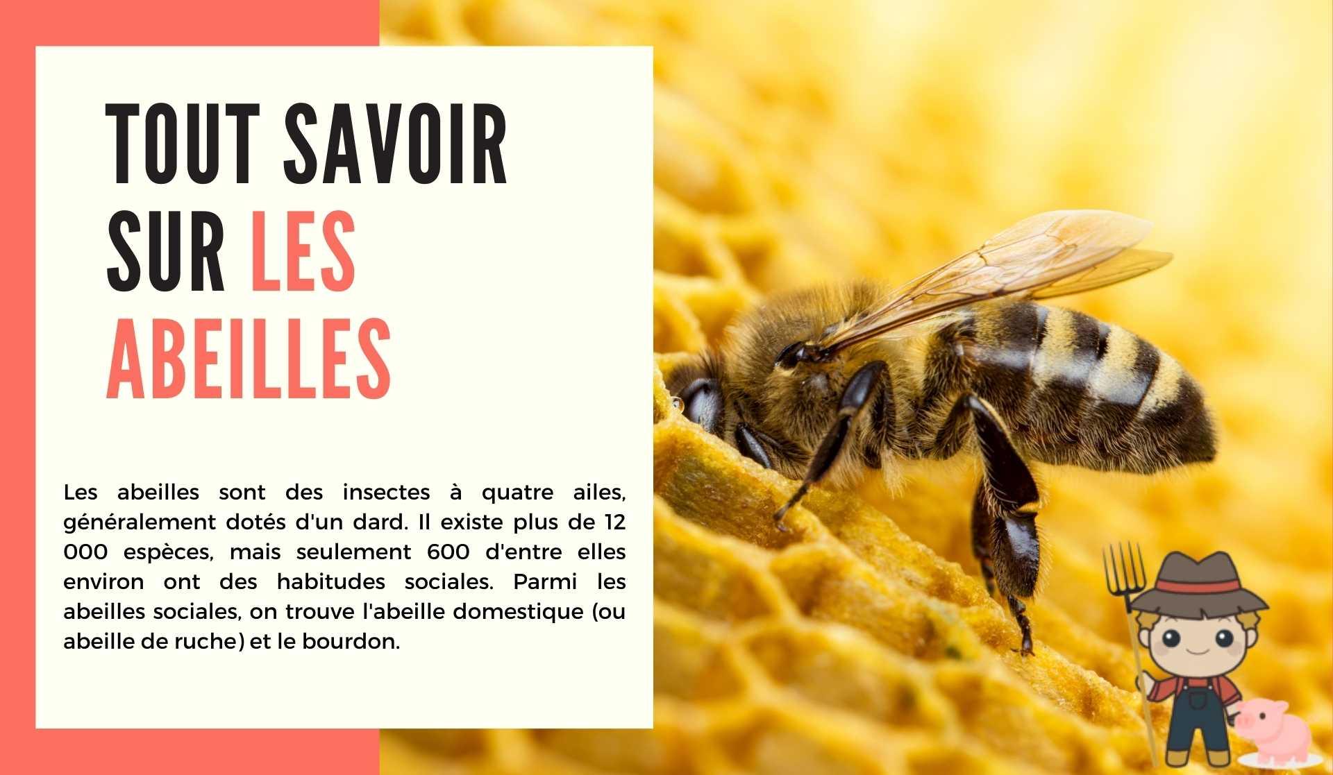 Tout savoir sur les abeilles - Le Petit Fermier