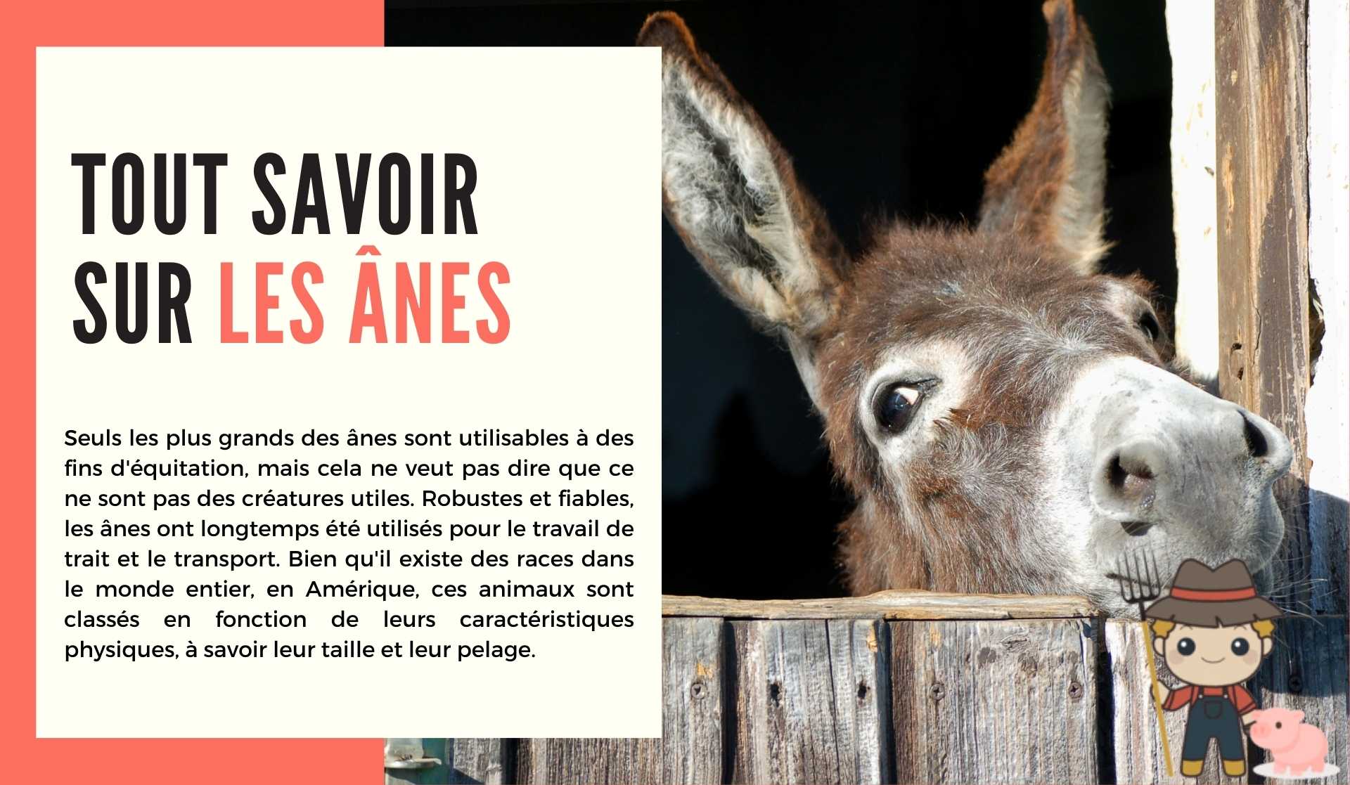 Tout savoir sur les ânes - Le Petit Fermier