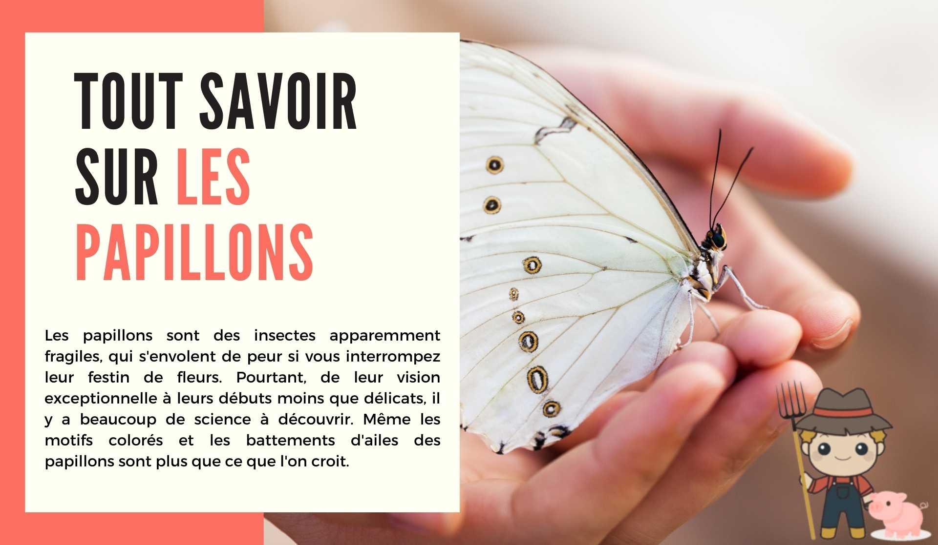 Tout savoir sur les papillons - Le Petit Fermier