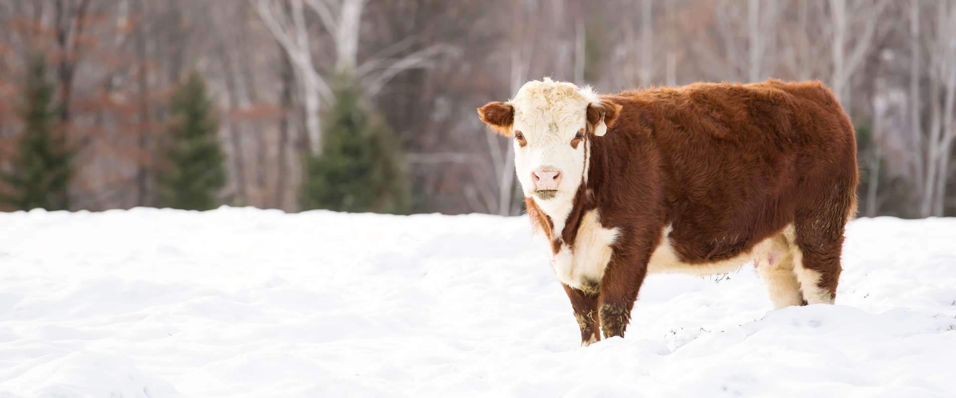 Les soldes d'hiver de chez Le Petit Fermier
