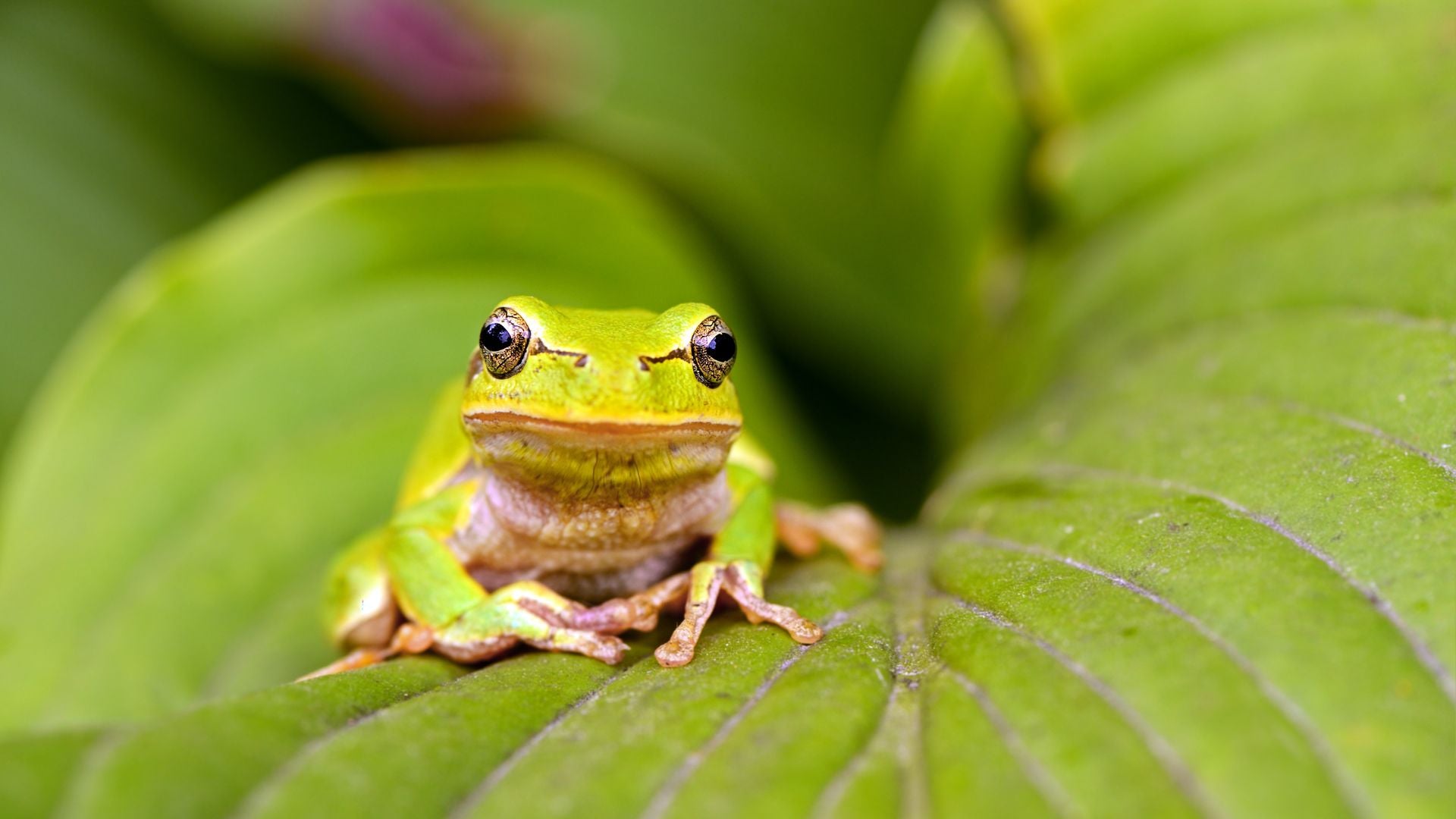 Bijou grenouille  - Le Petit Fermier