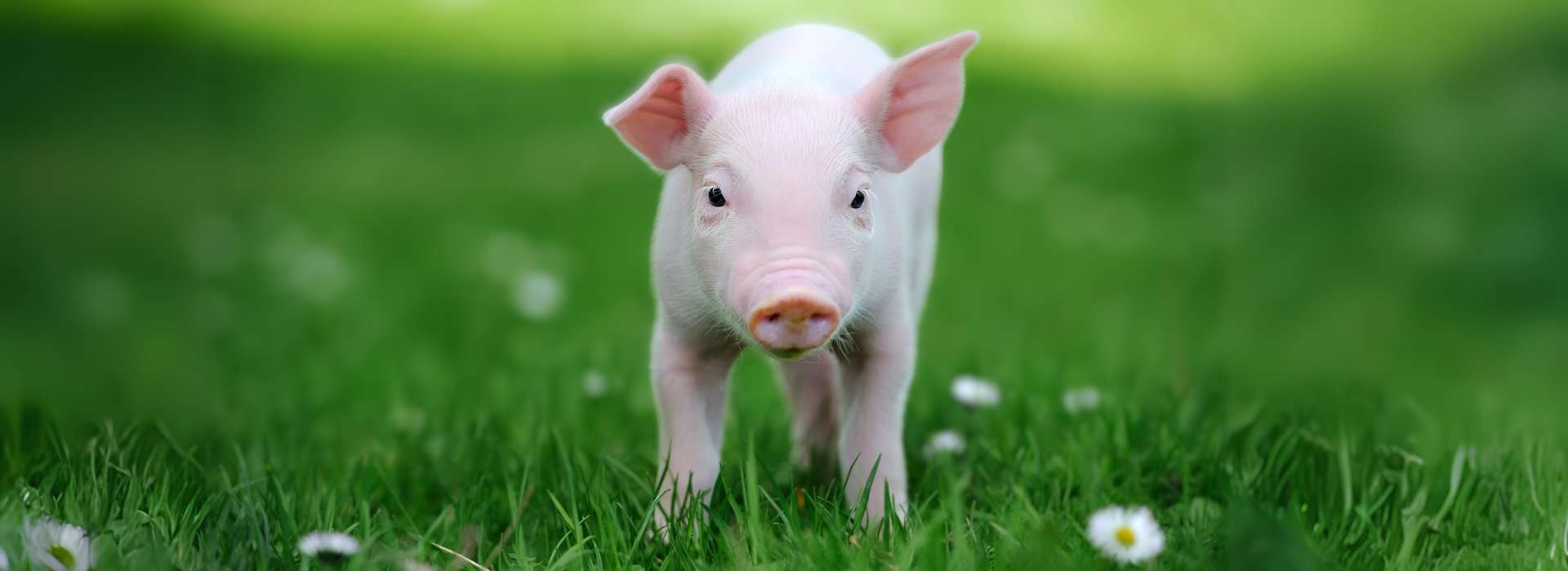 Chaussette cochon