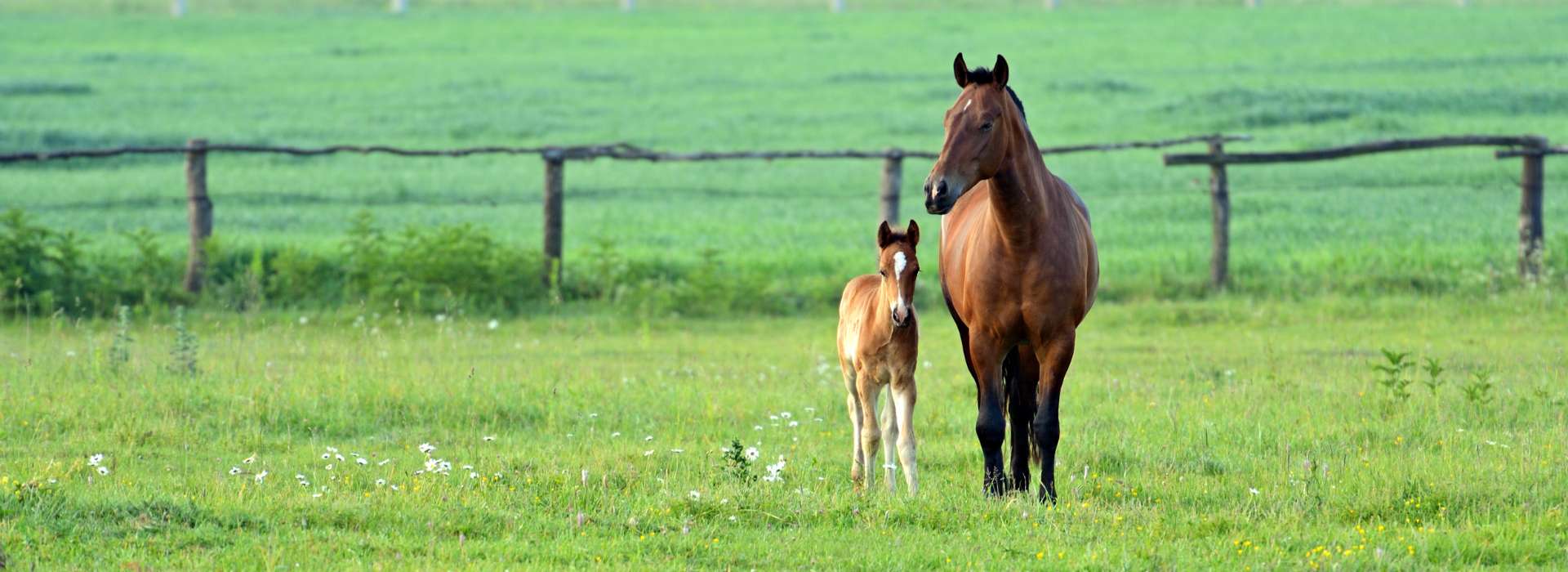 Collier fer à  cheval