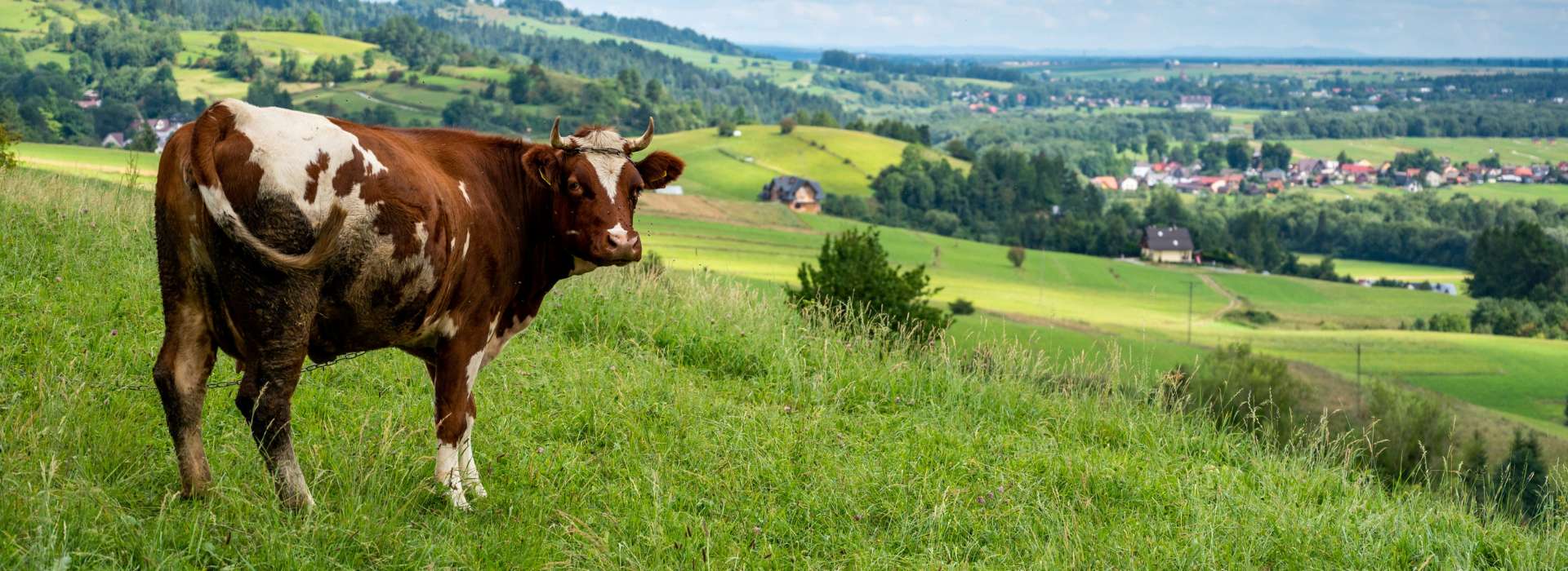 Porte clé vache