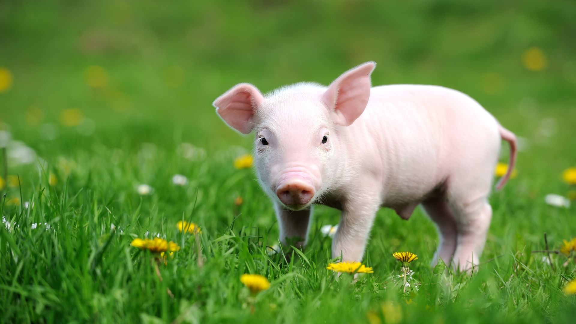 T-shirt cochon  - Le Petit Fermier