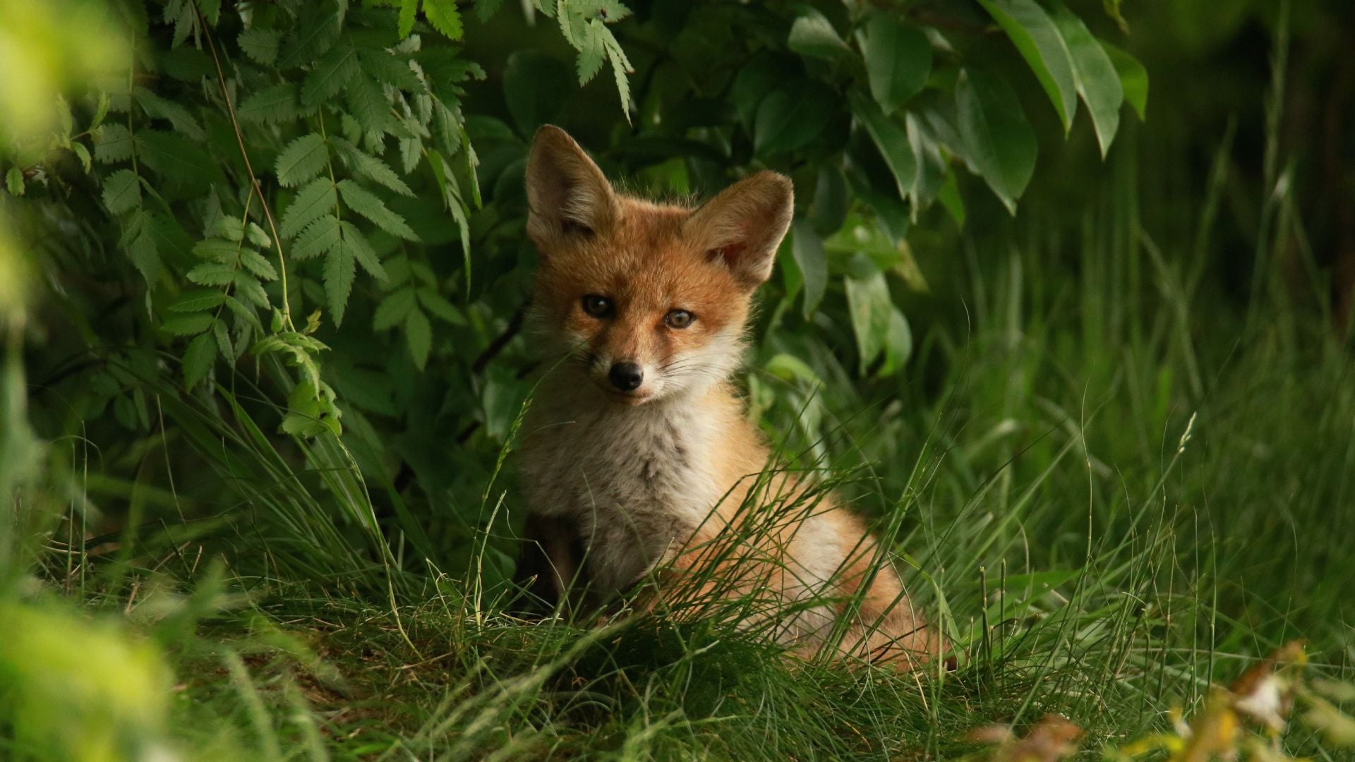 Bague renard  - Le Petit Fermier