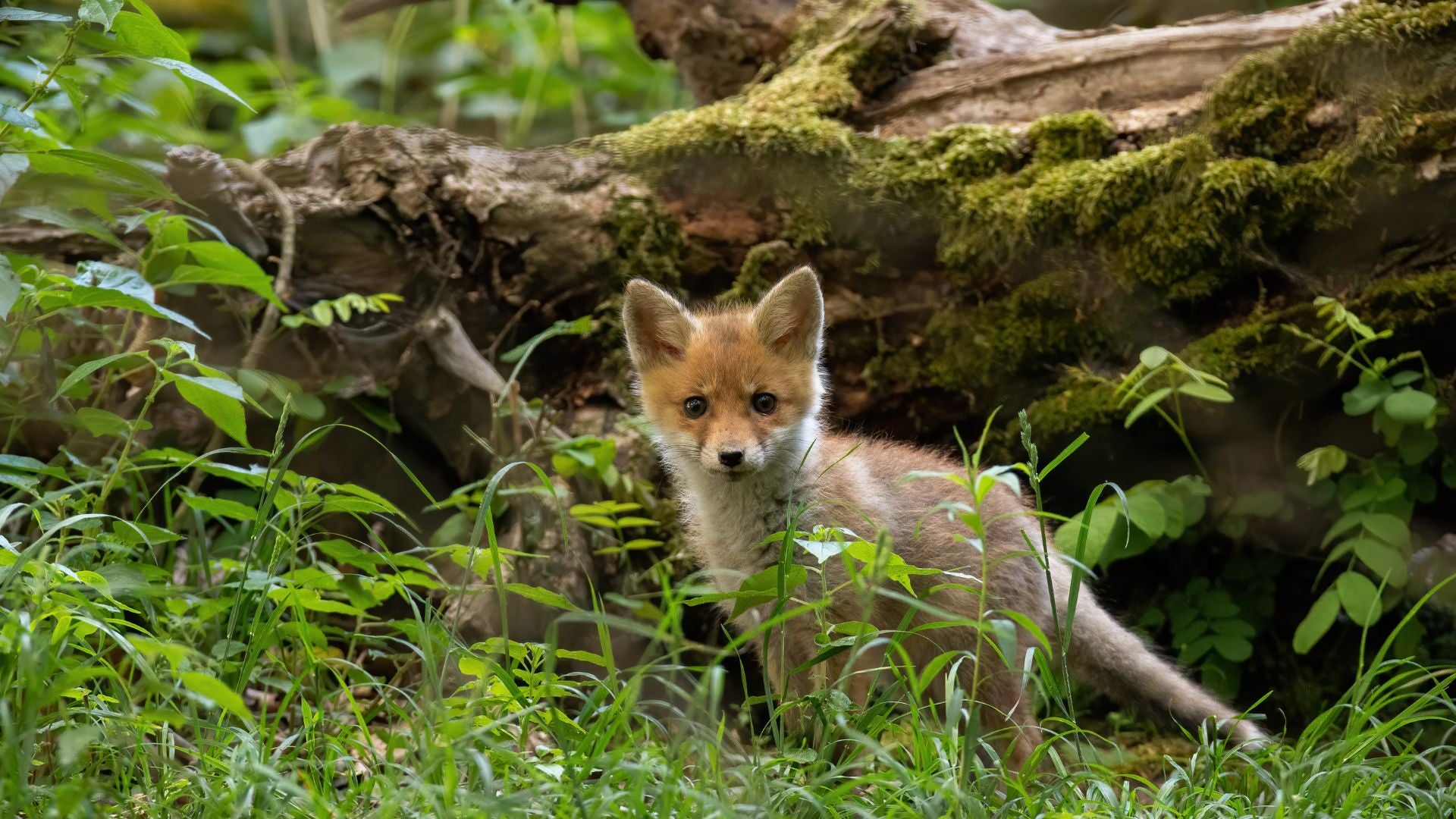 bijou renard  - Le Petit Fermier