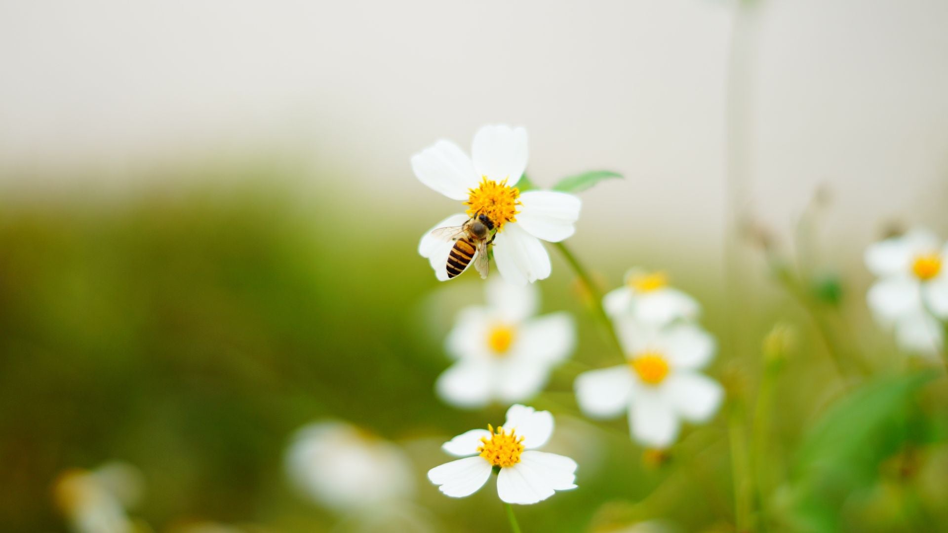 Boucle d'oreille abeille - Le Petit Fermier