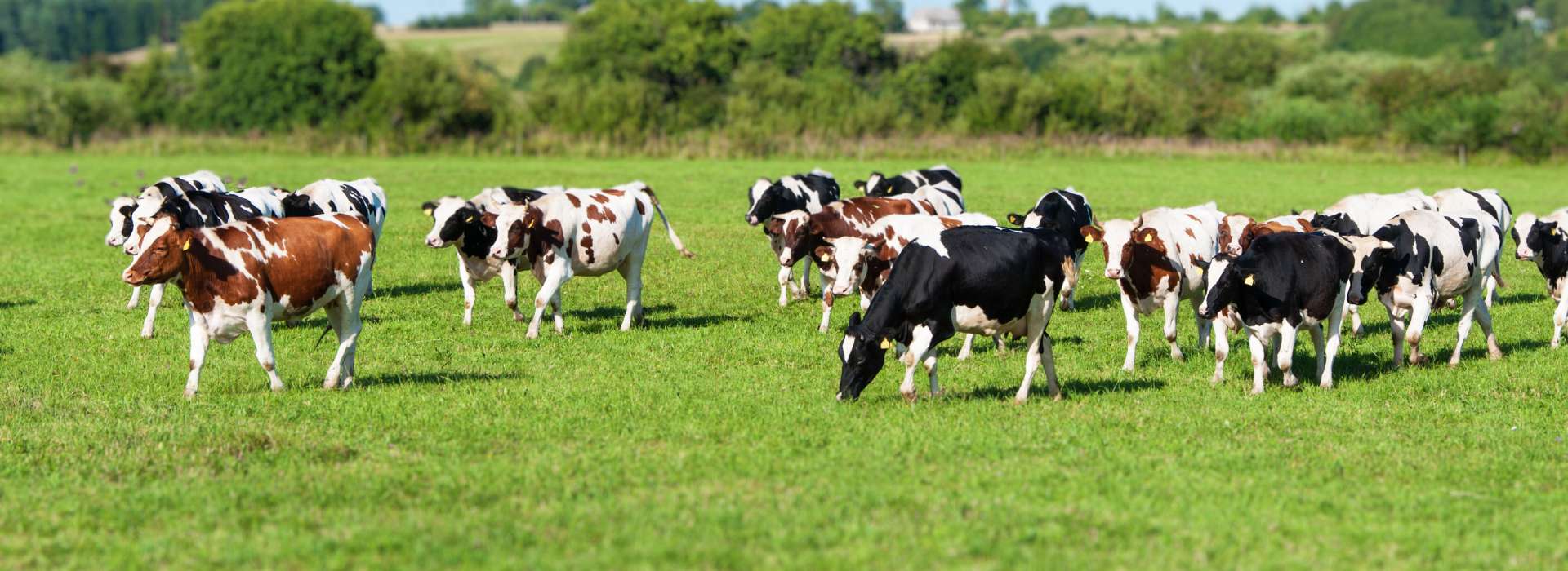 Boucle d'oreille vache