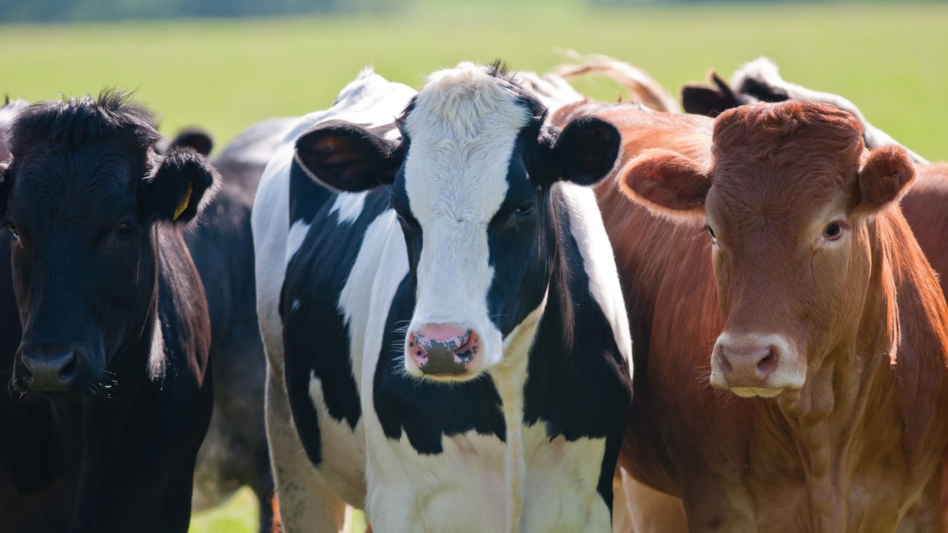 Décoration vache - Le Petit Fermier