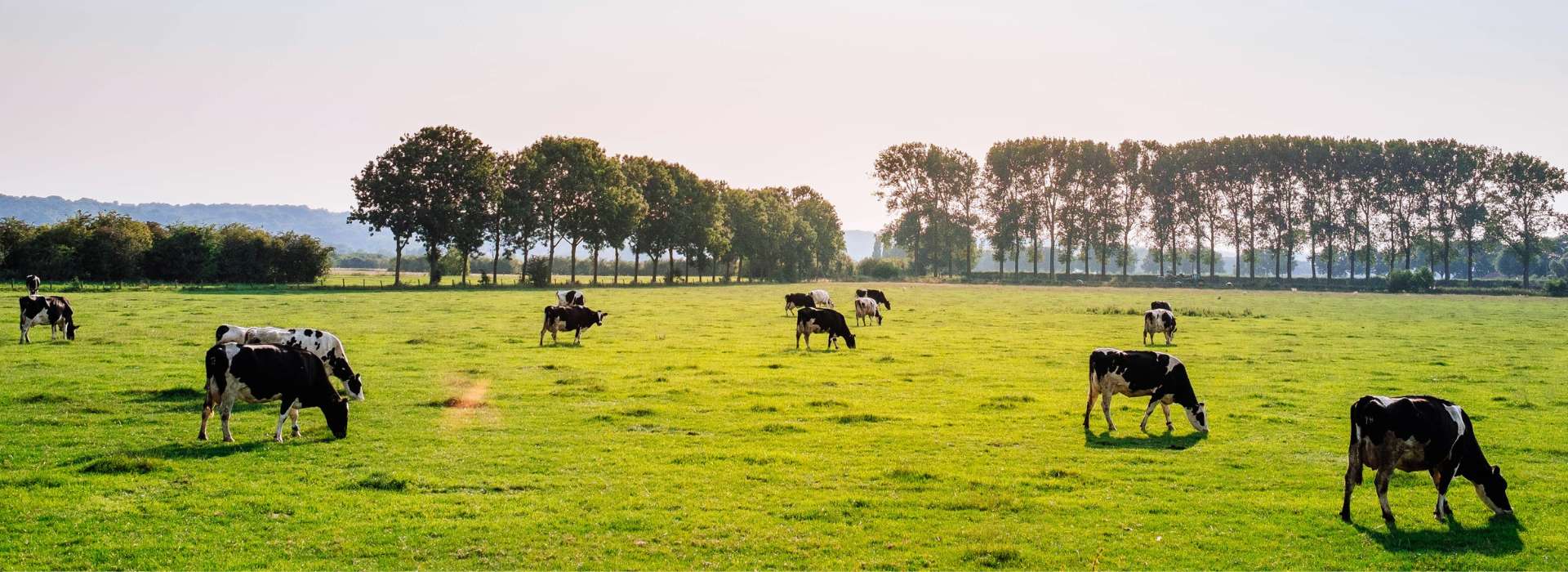Objet et cadeau vache