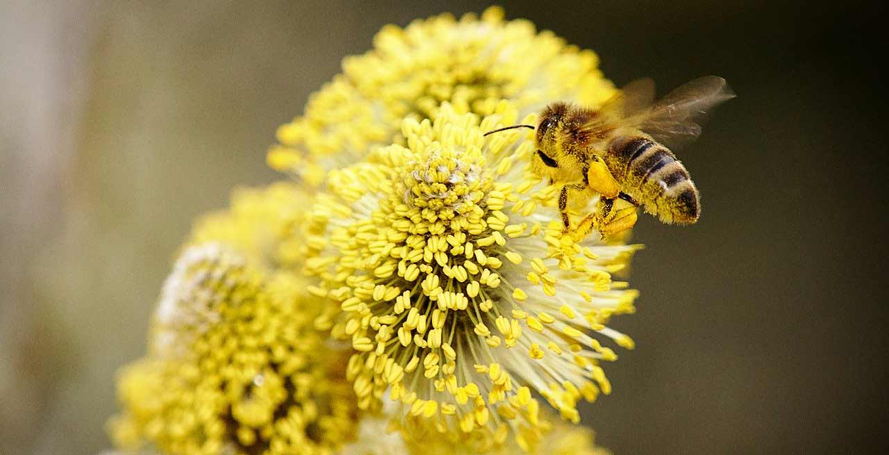 OBJETS & CADEAUX ABEILLE - Le Petit Fermier
