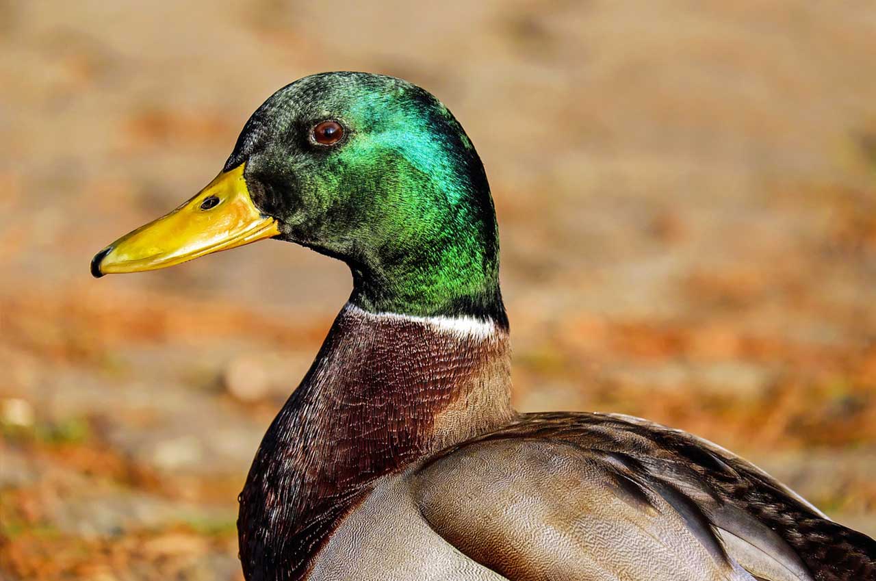 OBJETS & CADEAUX CANARD - Le Petit Fermier