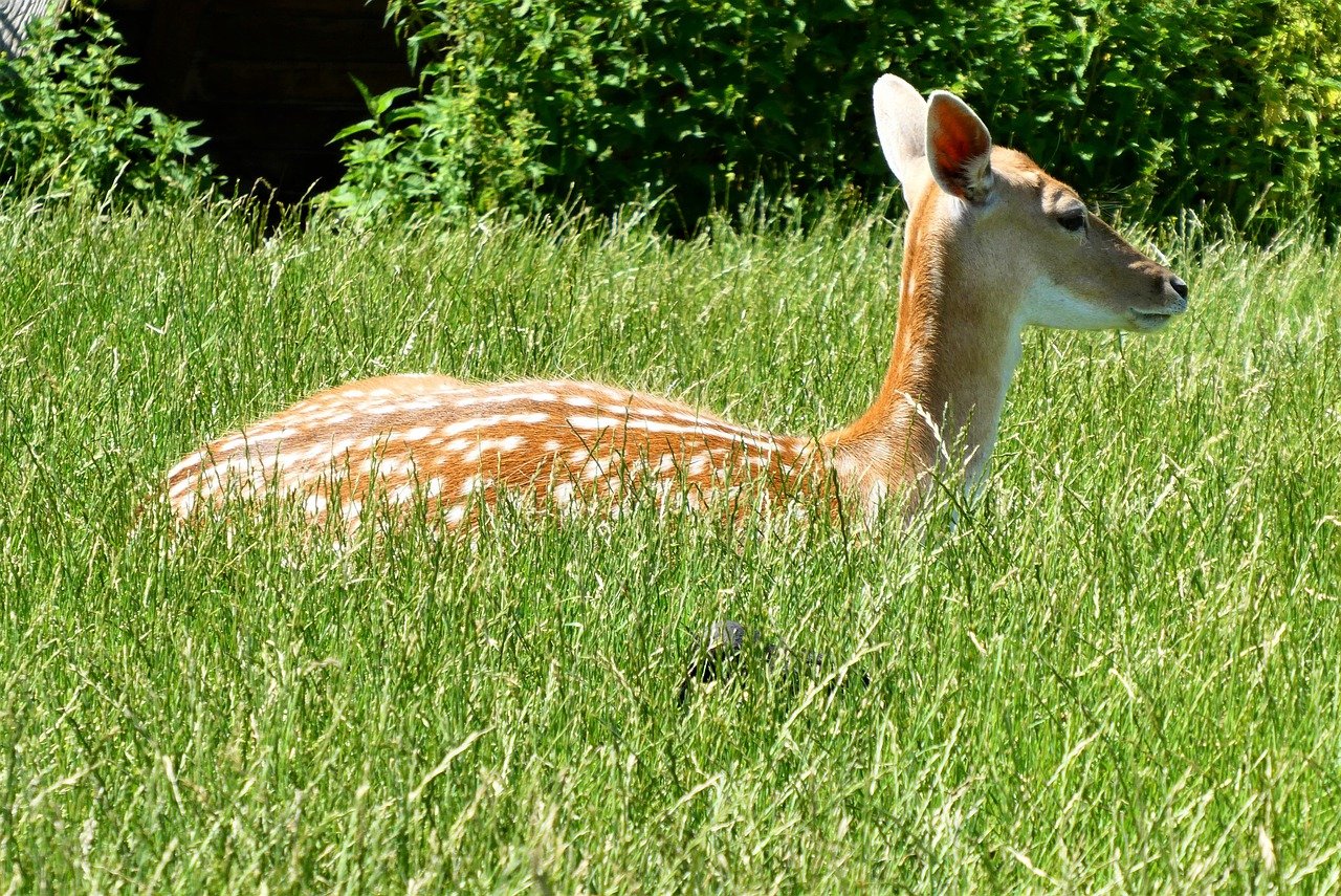 OBJETS & CADEAUX CERF - Le Petit Fermier