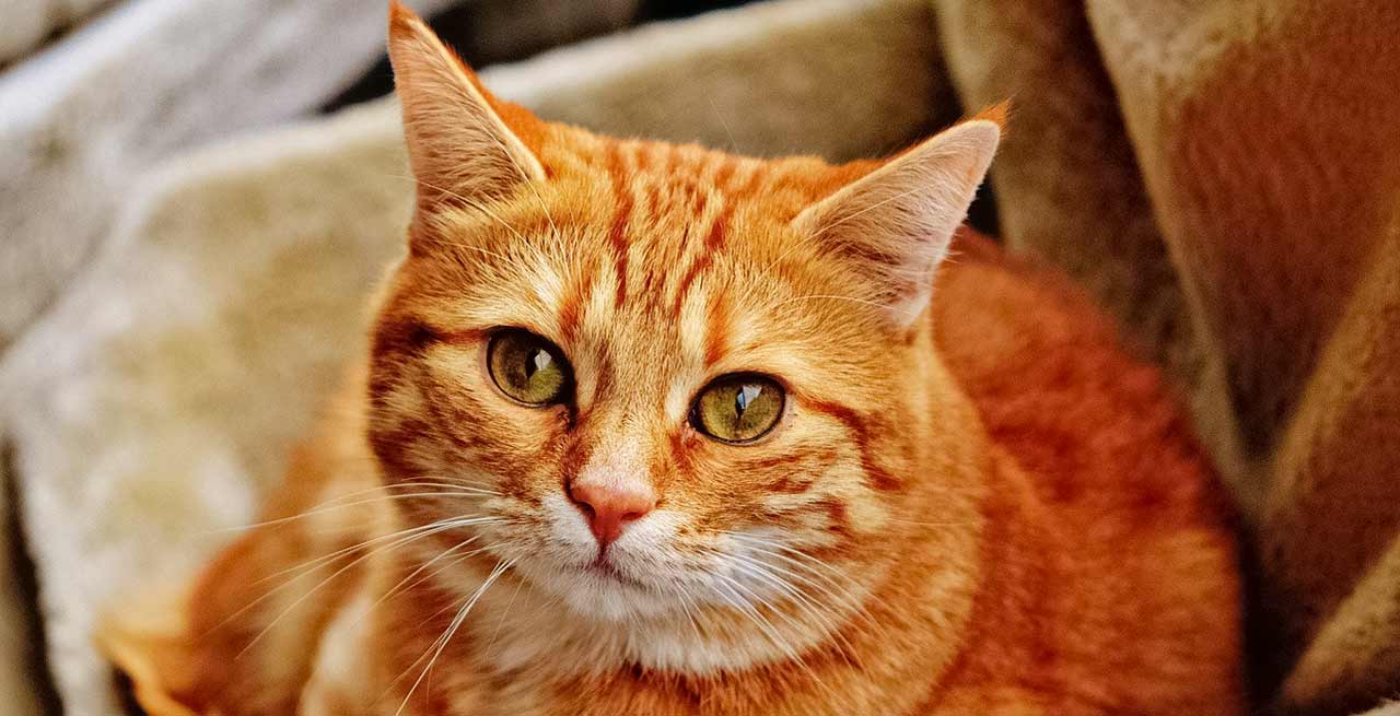 OBJETS & CADEAUX CHAT - Le Petit Fermier