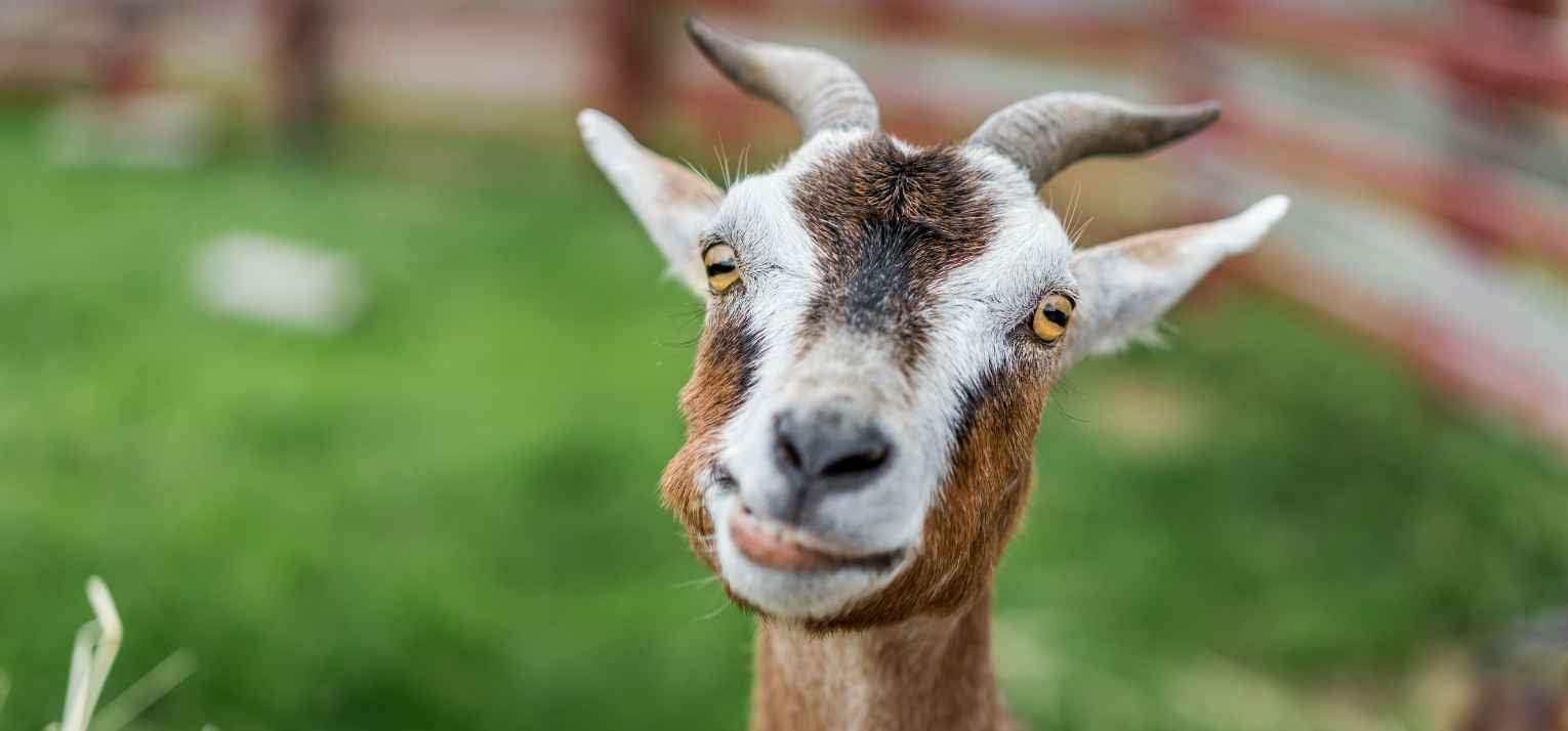 OBJETS & CADEAUX CHEVRE - Le Petit Fermier