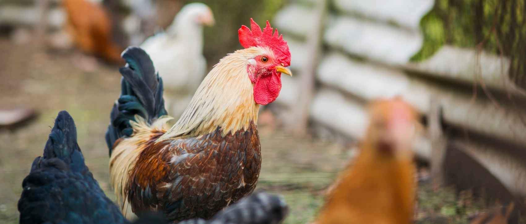 OBJETS & CADEAUX COQ - Le Petit Fermier