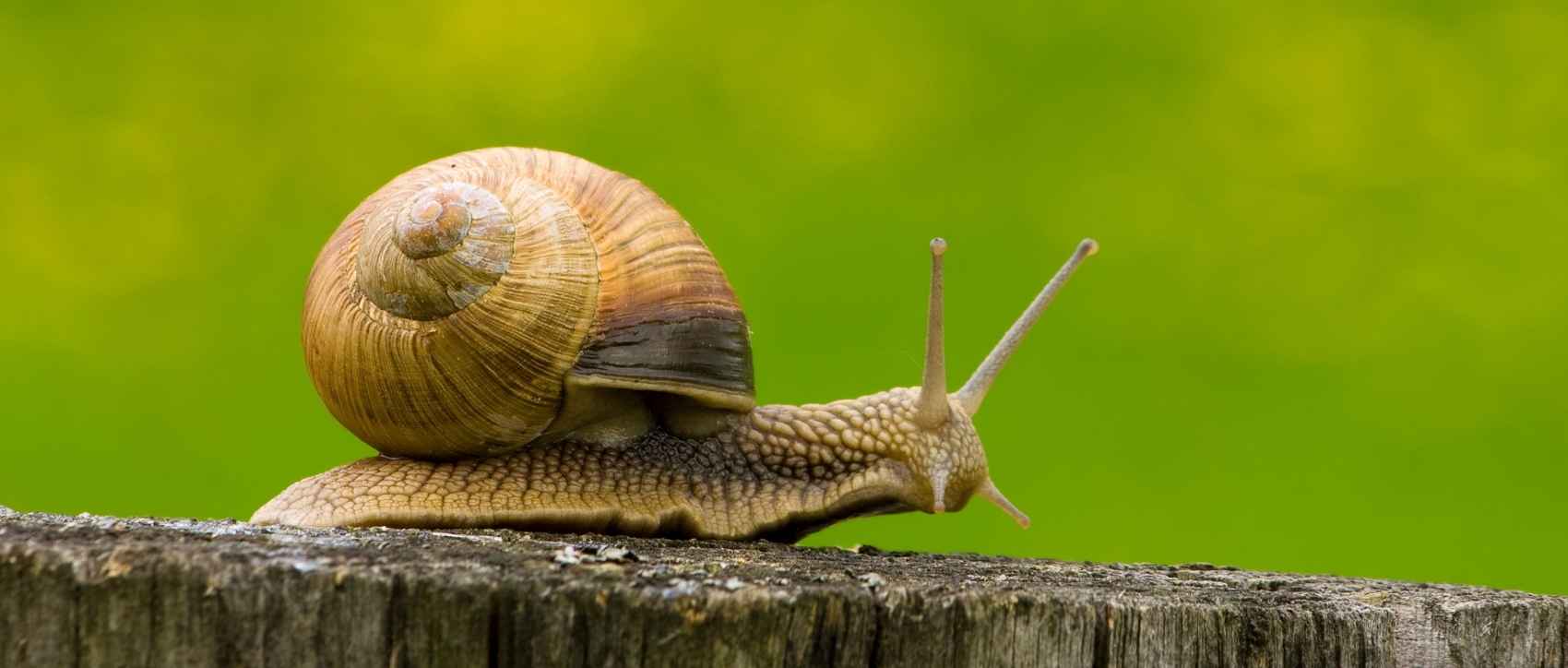 OBJETS & CADEAUX ESCARGOT - Le Petit Fermier