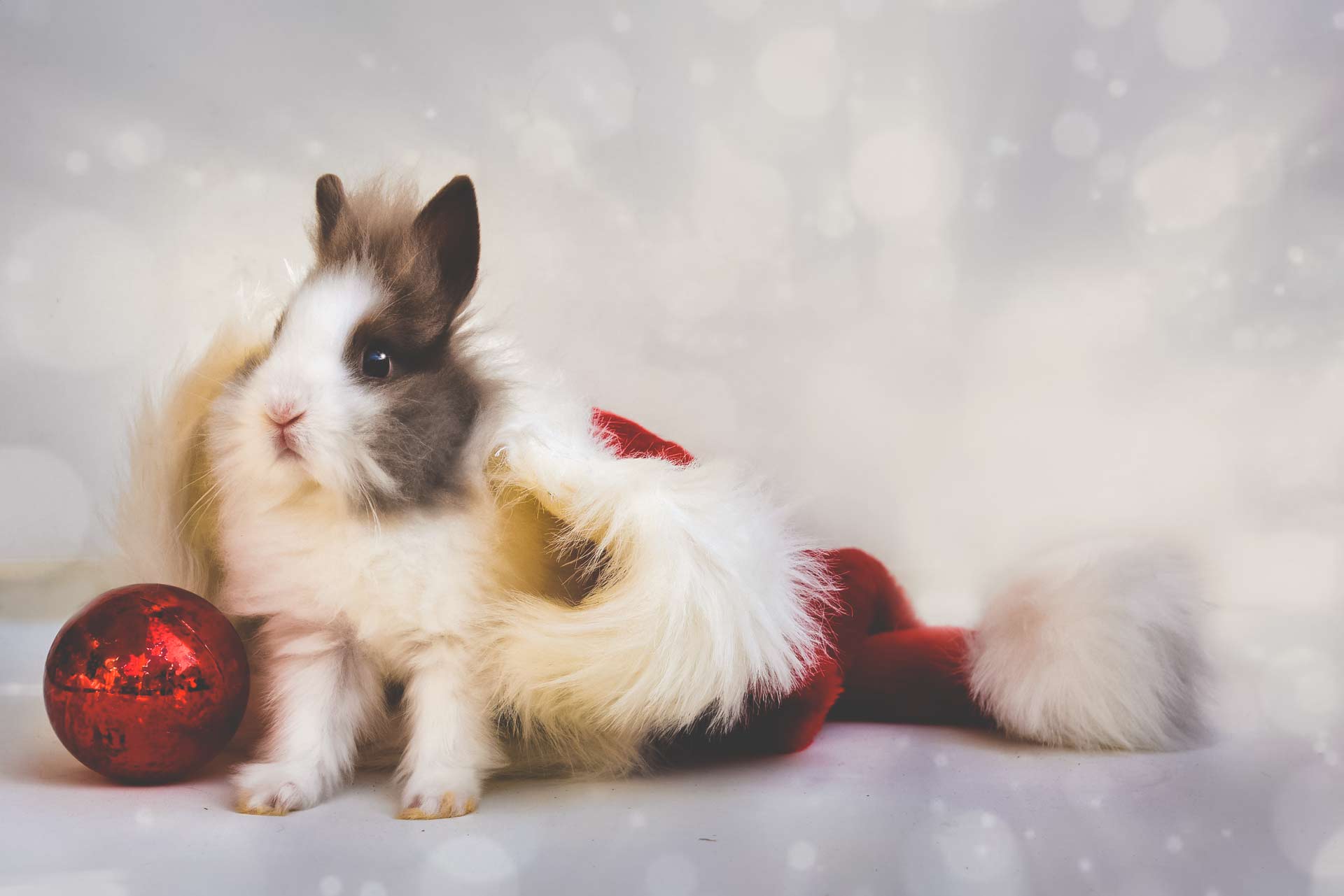 OBJETS & CADEAUX LAPIN - Le Petit Fermier