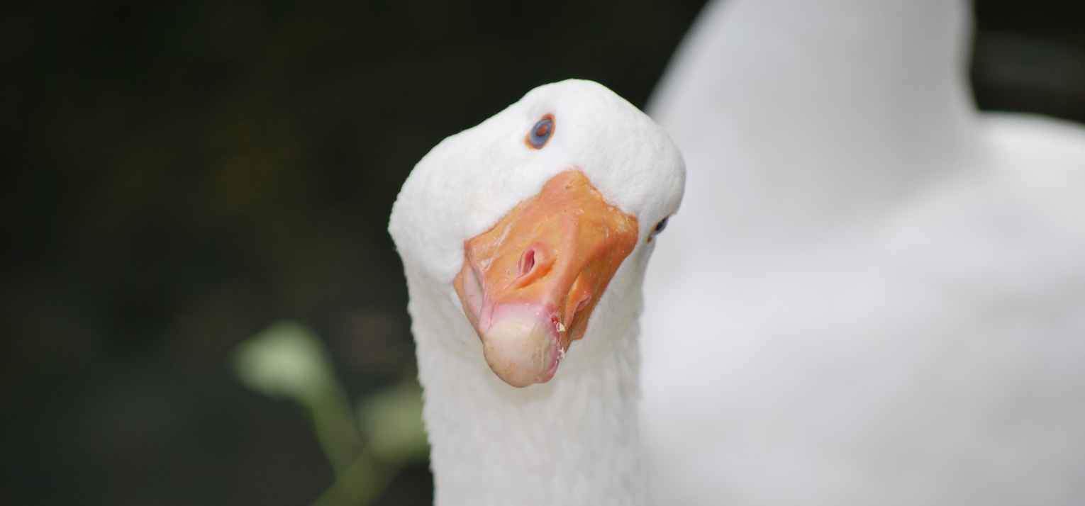 OBJETS & CADEAUX OIE - Le Petit Fermier