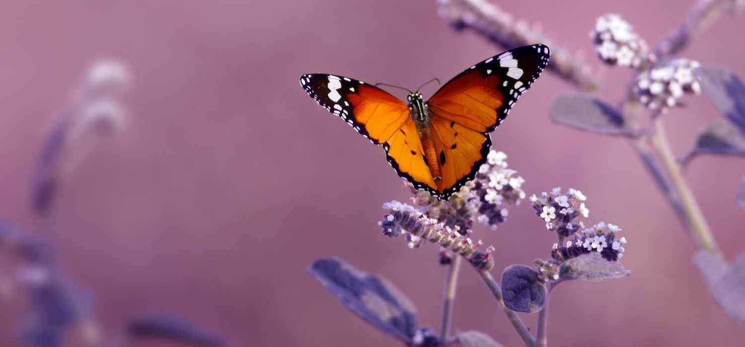 OBJETS & CADEAUX PAPILLON - Le Petit Fermier