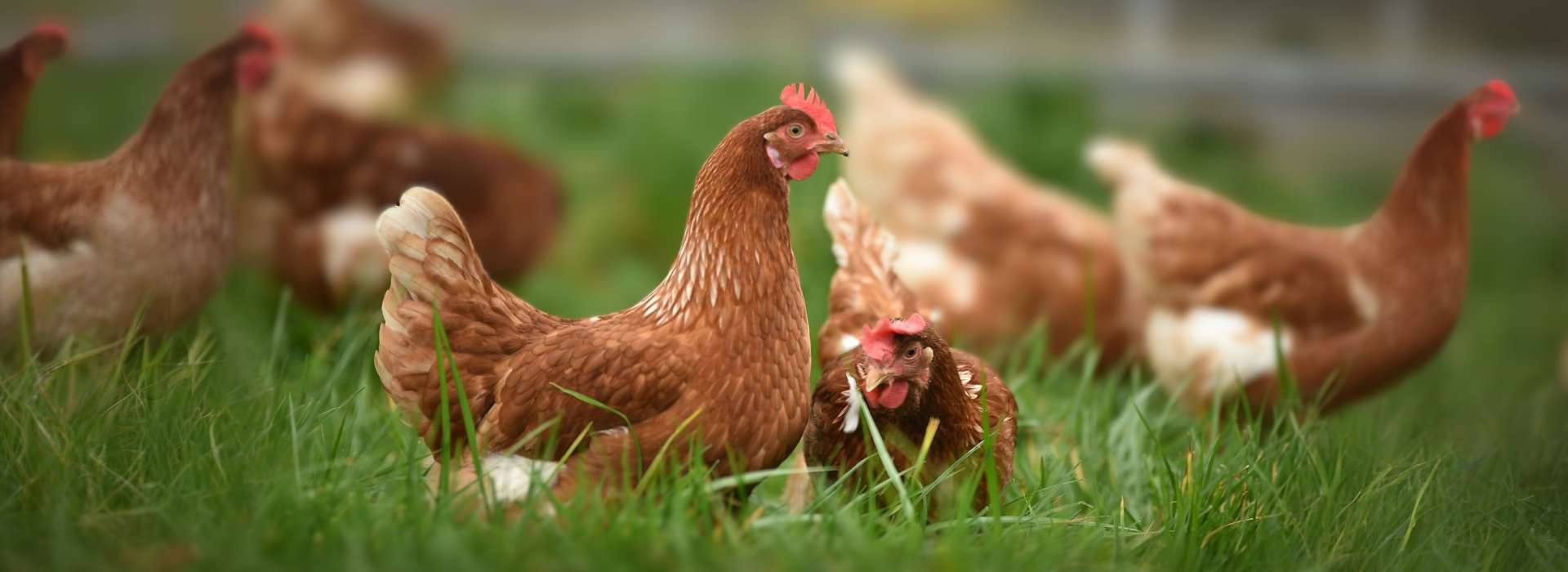 Peluche poule - Le Petit Fermier