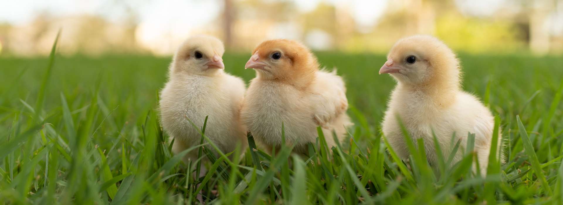 Peluche poussin