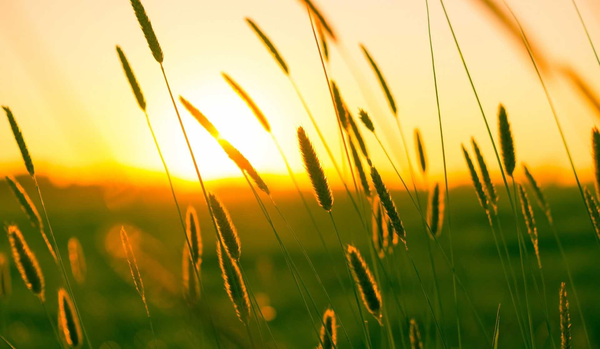 SOLDES D'ÉTÉ - Le Petit Fermier