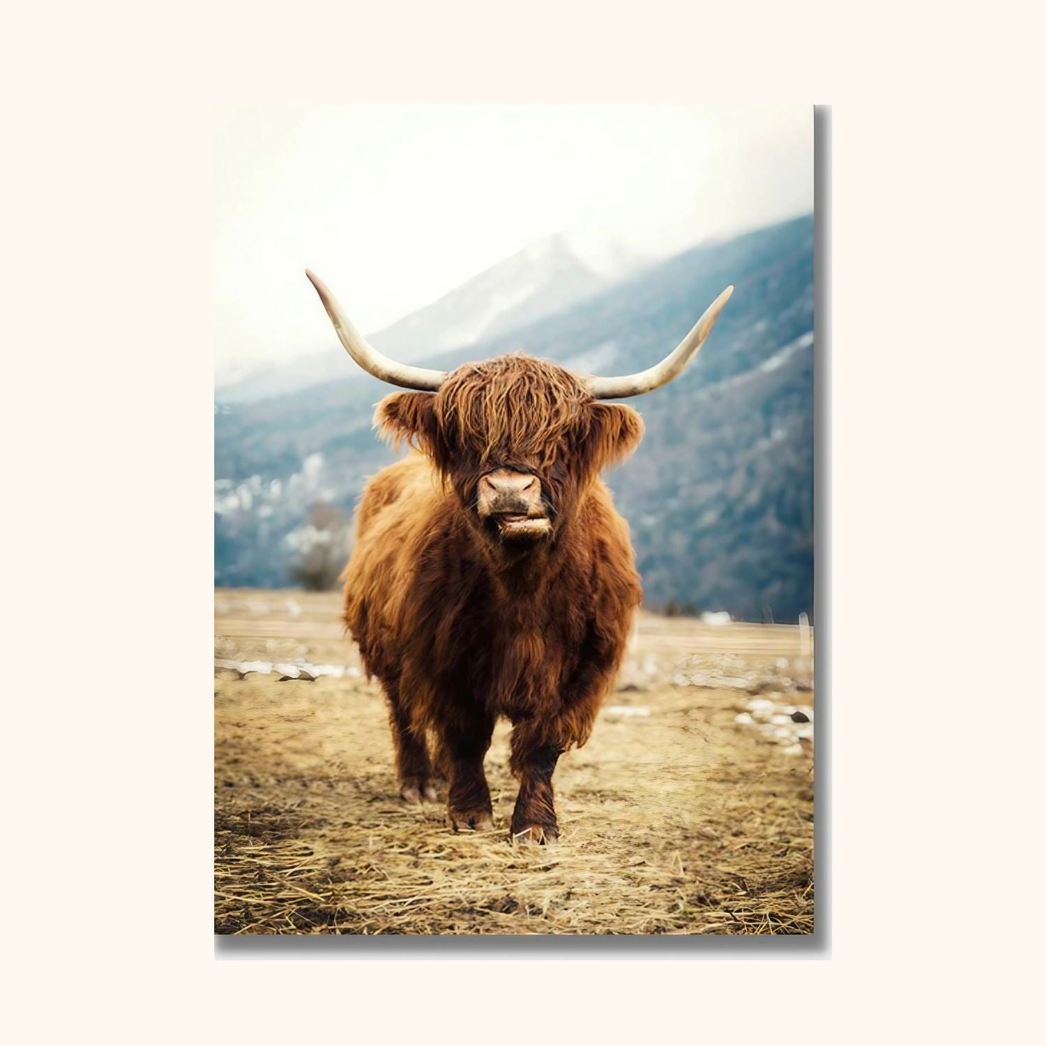 Tableau vache highland dans un champ