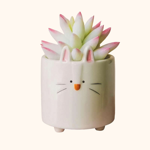 Pot de fleur en céramique le petit chat