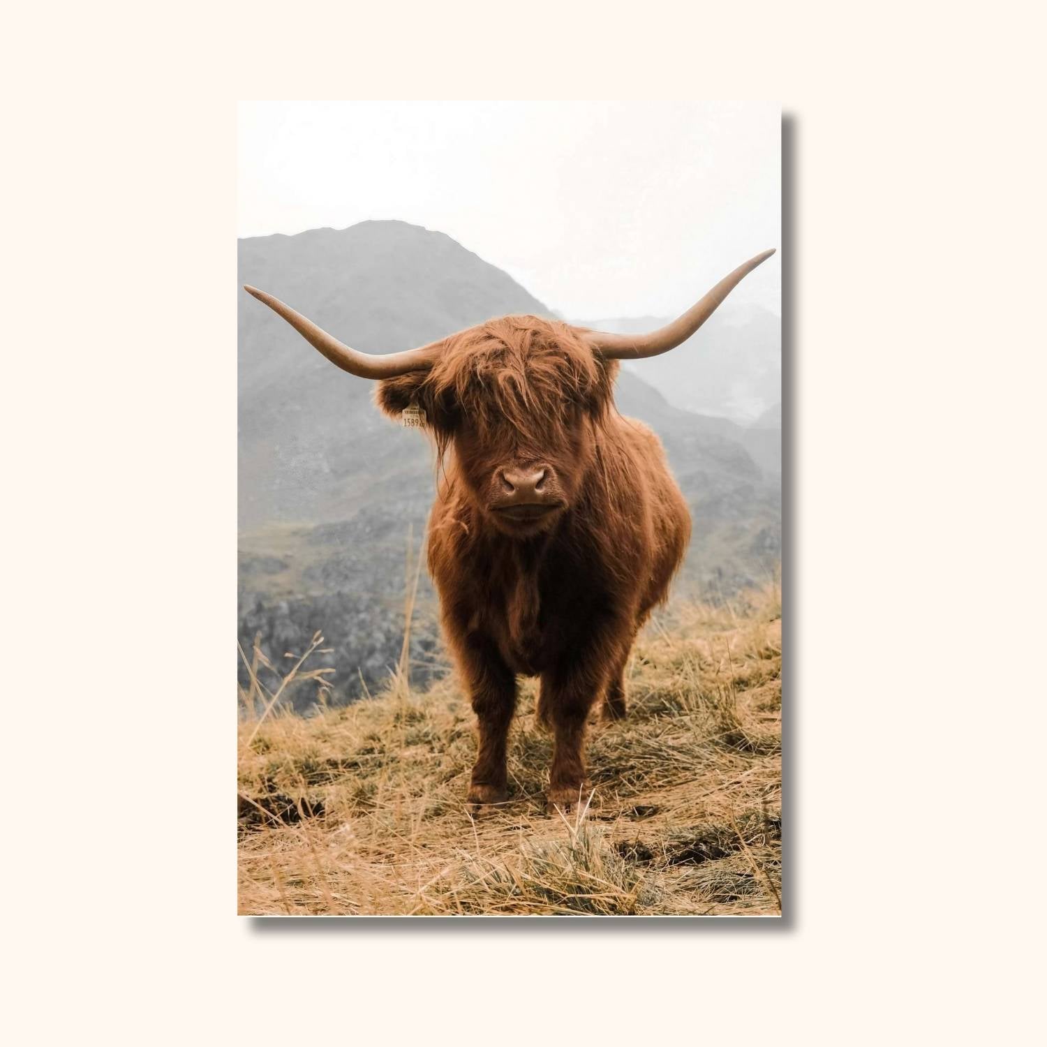 Peinture vache BRUMALIS