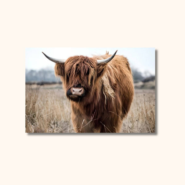 Tableau vache Highland