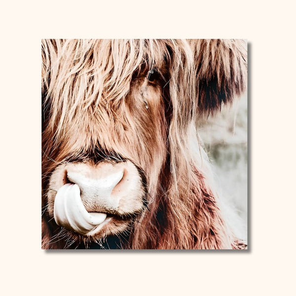 Tableau vache Highland à la belle langue