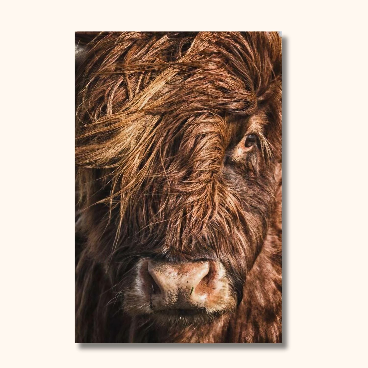 Tableau vache Highland au vent