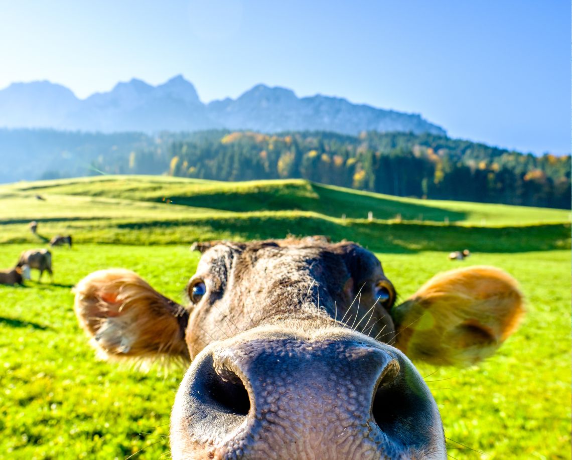 Peinture vache rigolote - Le Petit Fermier