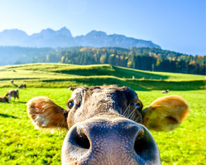 Peinture vache rigolote - Le Petit Fermier