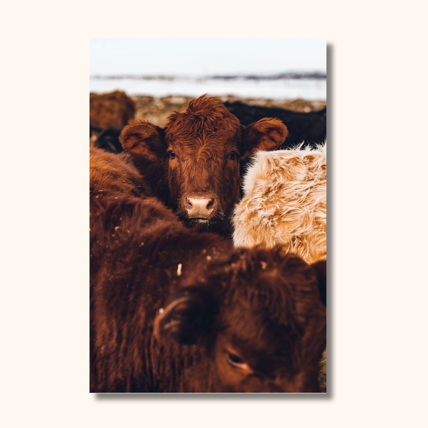 Tableau de vaches COWNCEPT