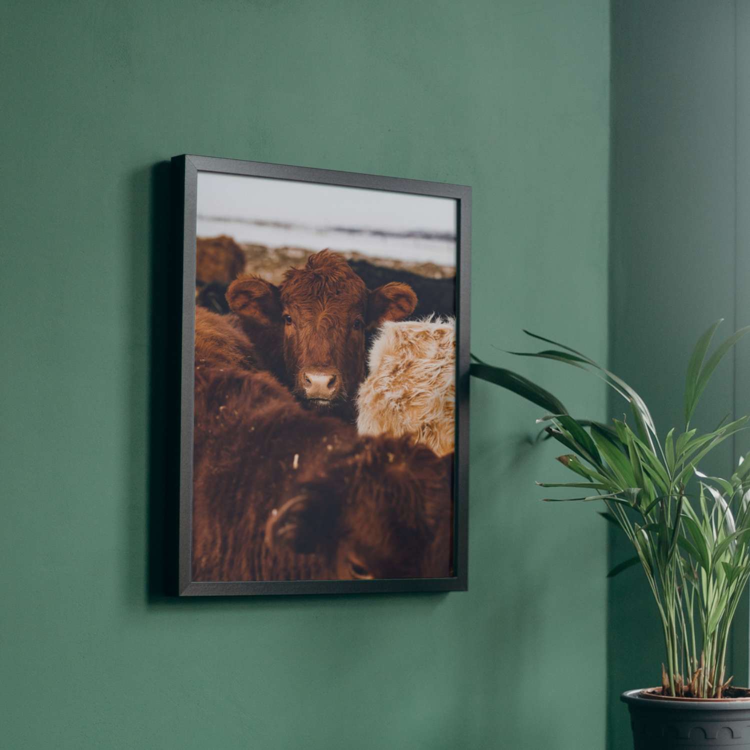 Tableau de vaches COWNCEPT