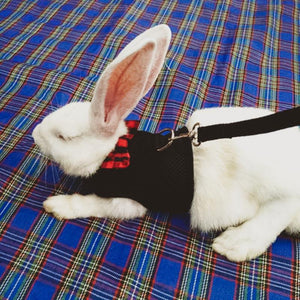 Harnais pour lapin avec laisse - Le Petit Fermier