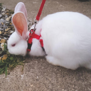 Harnais souple pour lapin avec sa laisse - Le Petit Fermier