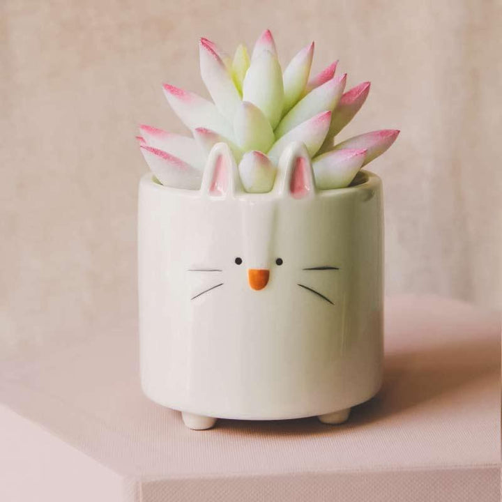 Pot de fleur en céramique le petit chat - Le Petit Fermier