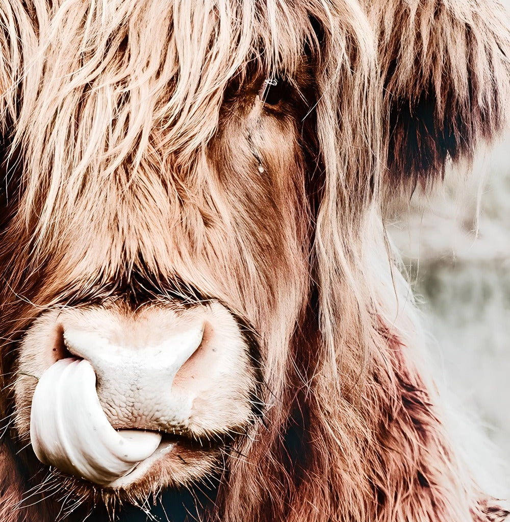Tableau vache Highland à la belle langue - Le Petit Fermier