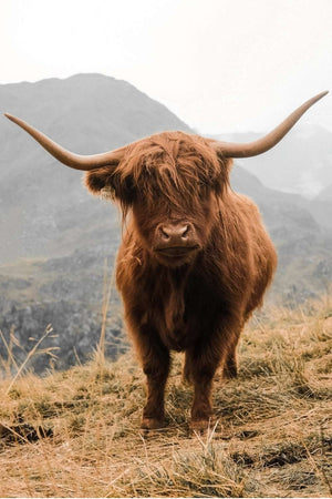 Peinture vache - Le Petit Fermier